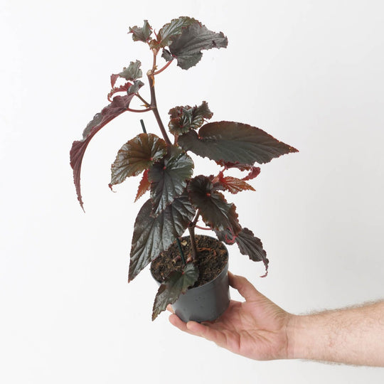 Begonia 'Arabian Night' 12cm Plants GrowTropicals