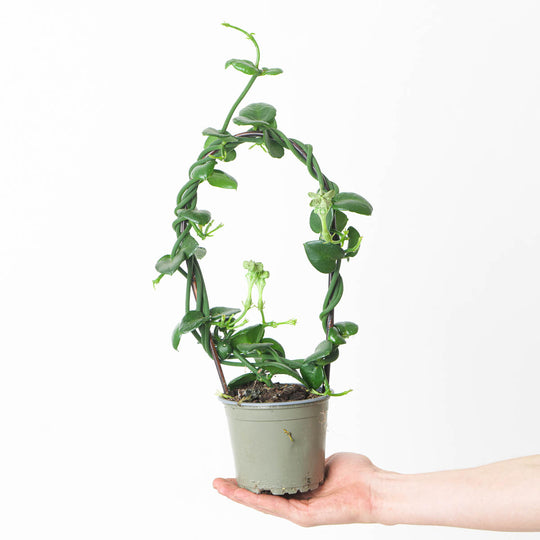 Ceropegia Sandersonii | Parachute Plant 12cm Bushy Plants GrowTropicals