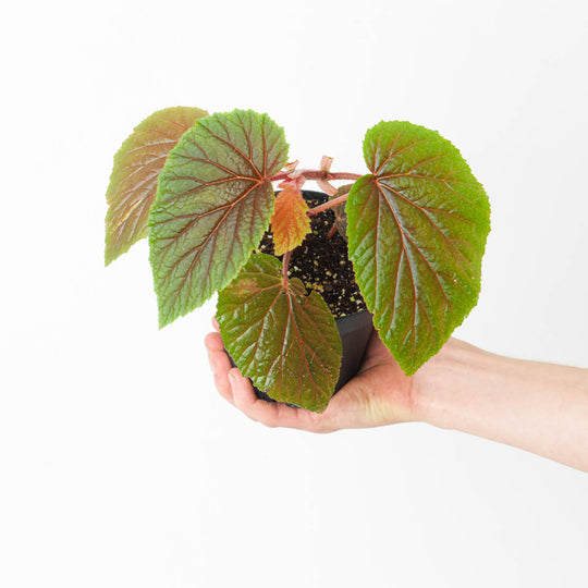 Begonia bachiensis 12cm Plants GrowTropicals