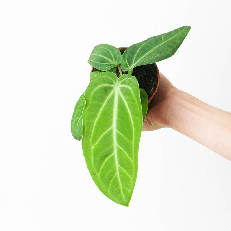 Imperfect Anthurium villenaorum — 12cm