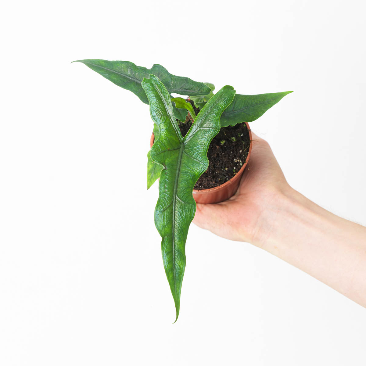 Alocasia sp Sulawesi 'Sabrina Narrow'