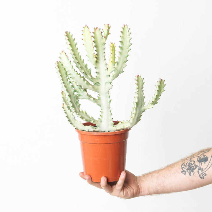 Euphorbia lactea 'Ghost' - GROW TROPICALS