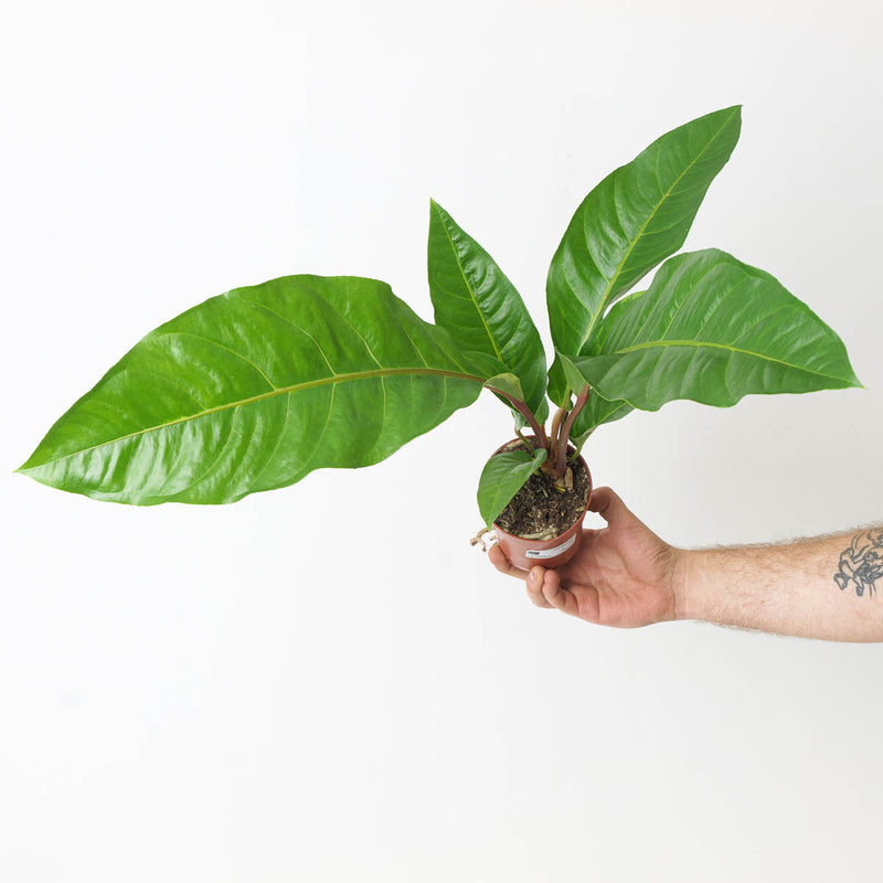 Anthurium Plowmanii 'Red Petiole' Plants GrowTropicals