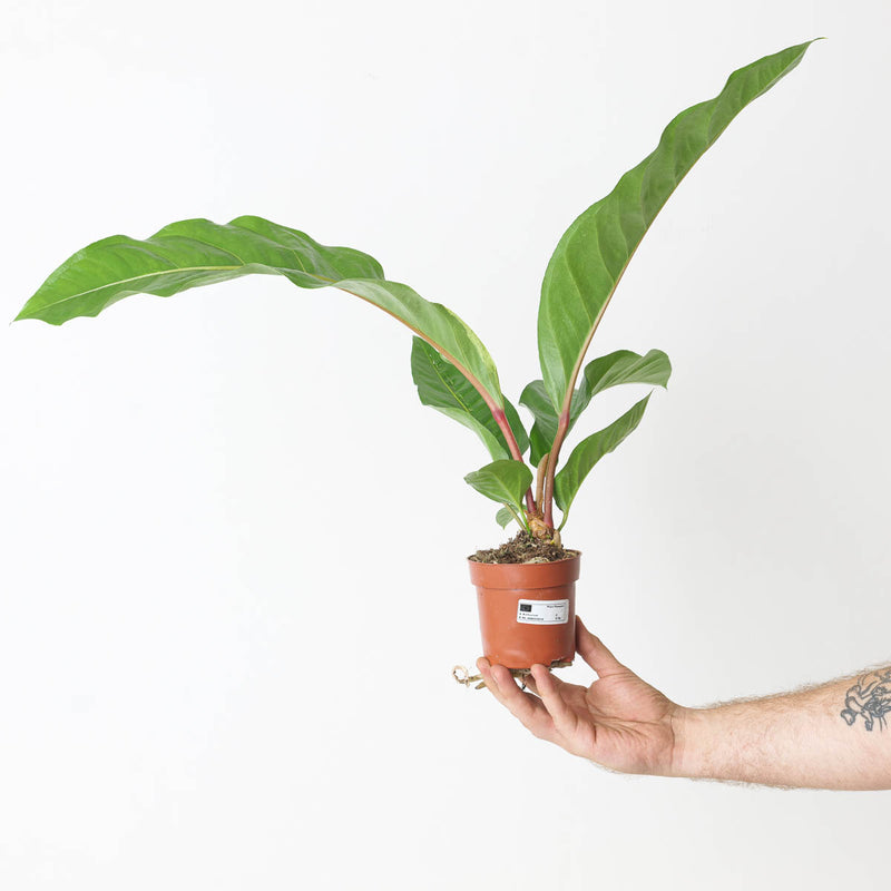 Anthurium Plowmanii 'Red Petiole' — 10.5cm Slight Variegation