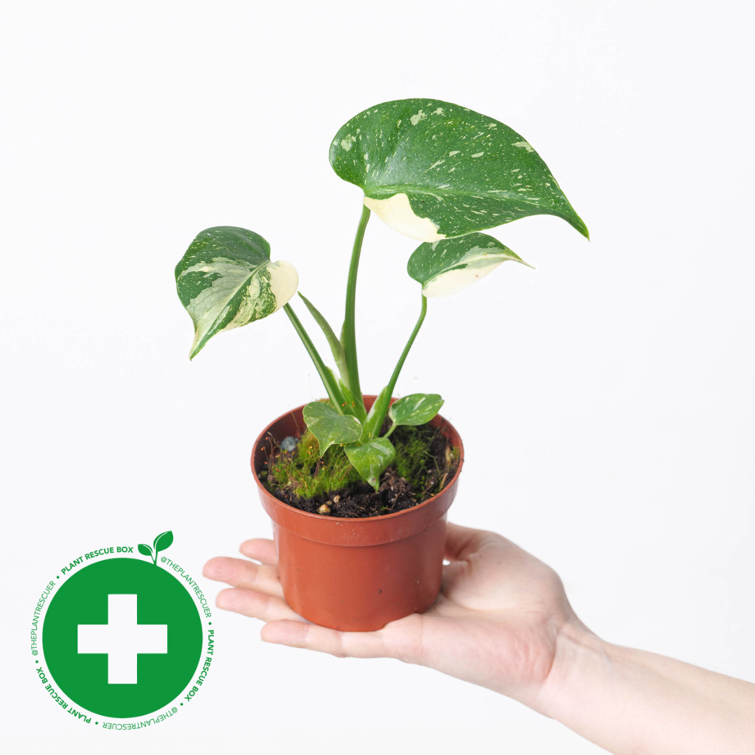 Imperfect Monstera 'Thai Constellation' 11cm (Rescue) Plants GrowTropicals
