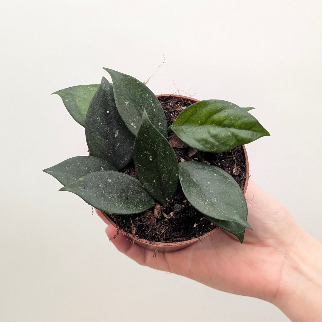 Hoya sp Vietnam 10.5cm Plants GrowTropicals