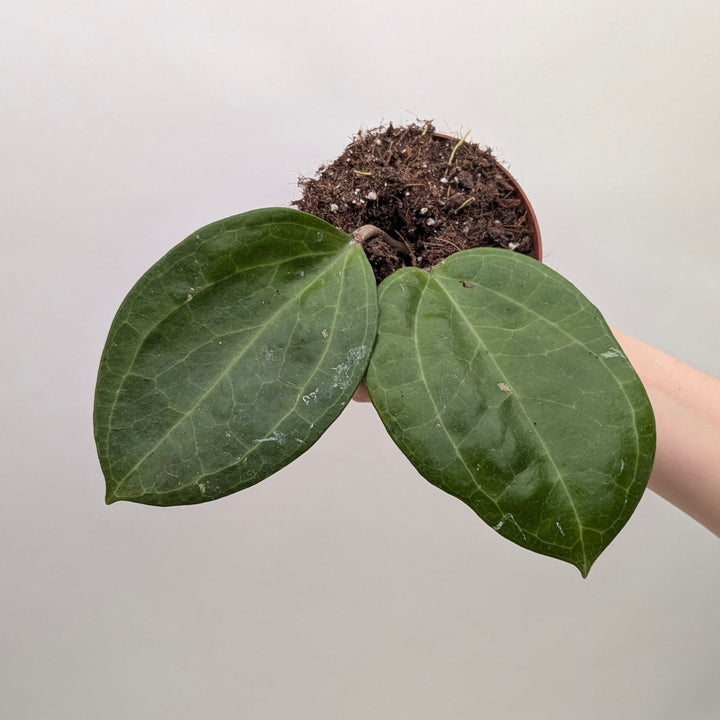 Hoya Sarawak Cream 10.5cm Plants GrowTropicals