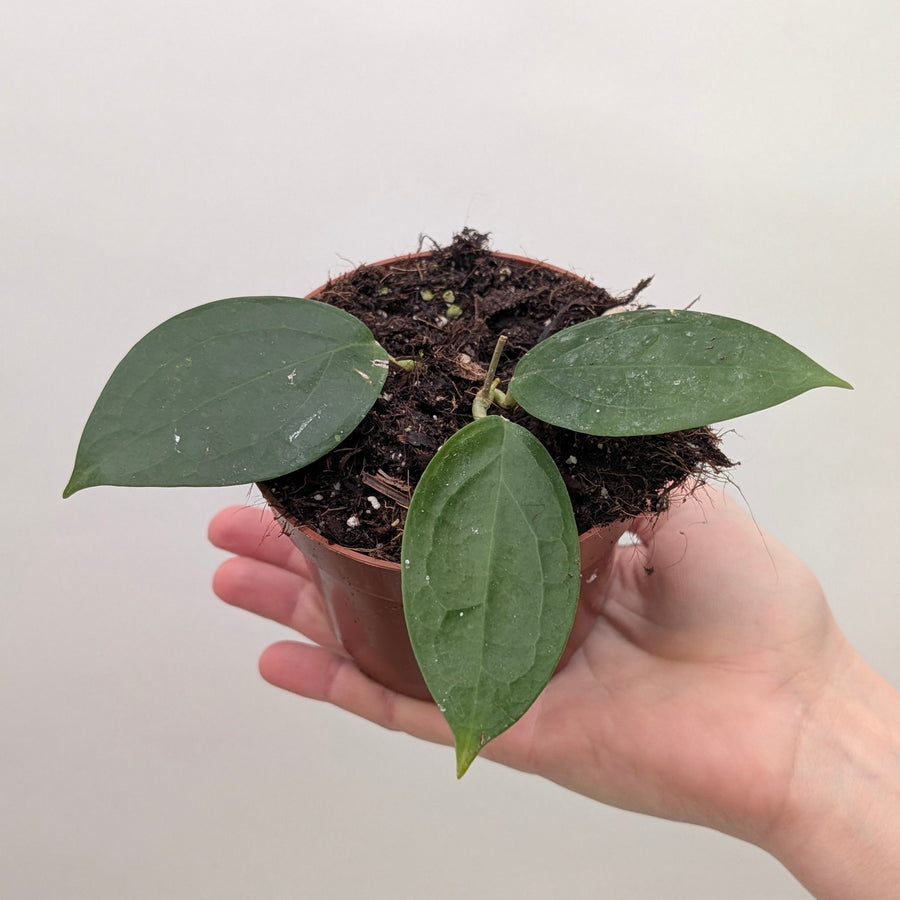 Hoya sp Timor 10.5cm Plants GrowTropicals