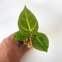 Anthurium 'Dark Mama' (Indo Form)