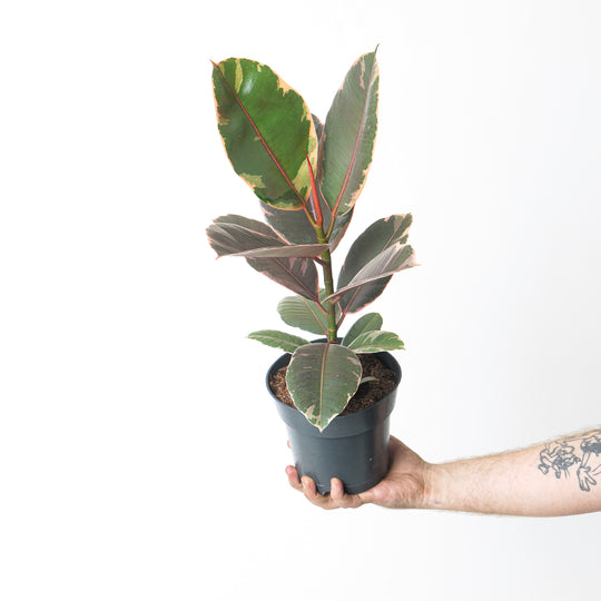 Ficus elastica 'Belize' 17cm Plants GrowTropicals