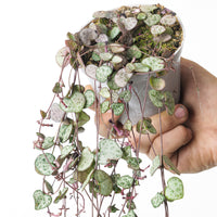 Ceropegia woodii 'Silver Glory'
