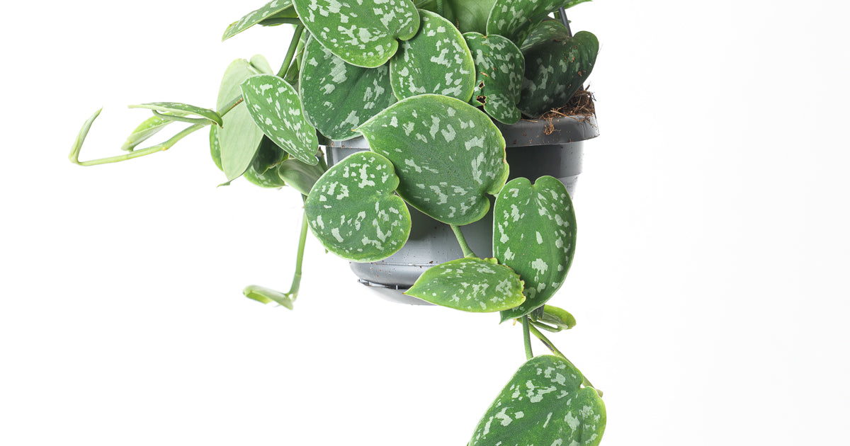 scindapsus pictus argyraeus satin pothos Scindapsus pictus 'Argyraeus' | Plants