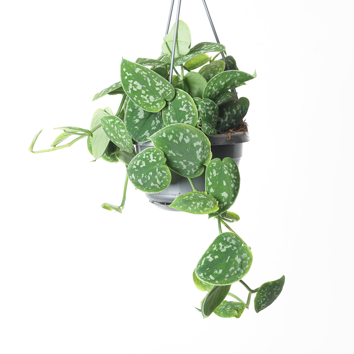 scindapsus vs satin pothos Scindapsus pictus 'Argyraeus' | Plants