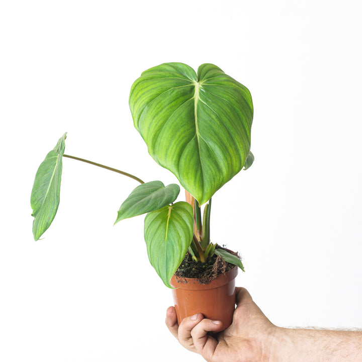 Philodendron 'McDowell' - GROW TROPICALS