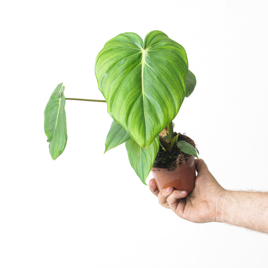 Philodendron 'McDowell' 10.5cm Plants GrowTropicals