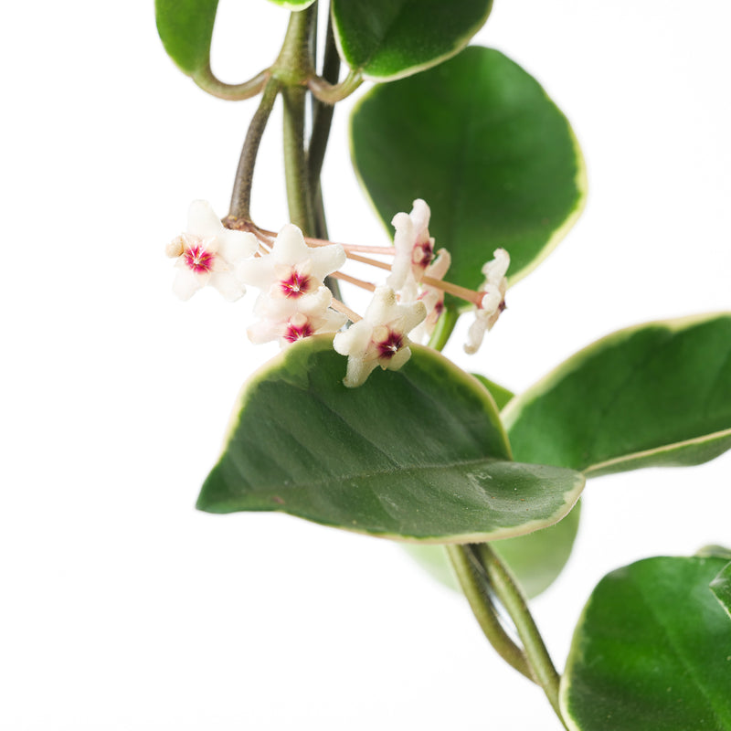 Hoya 'Suzie Q' Plants GrowTropicals