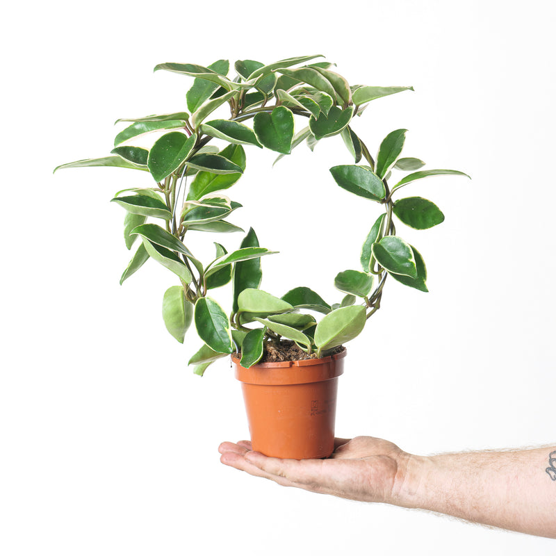Hoya 'Suzie Q' — 12cm