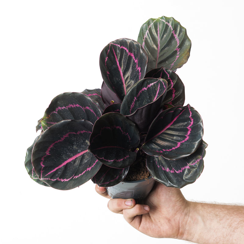Calathea Bundle — Default Title