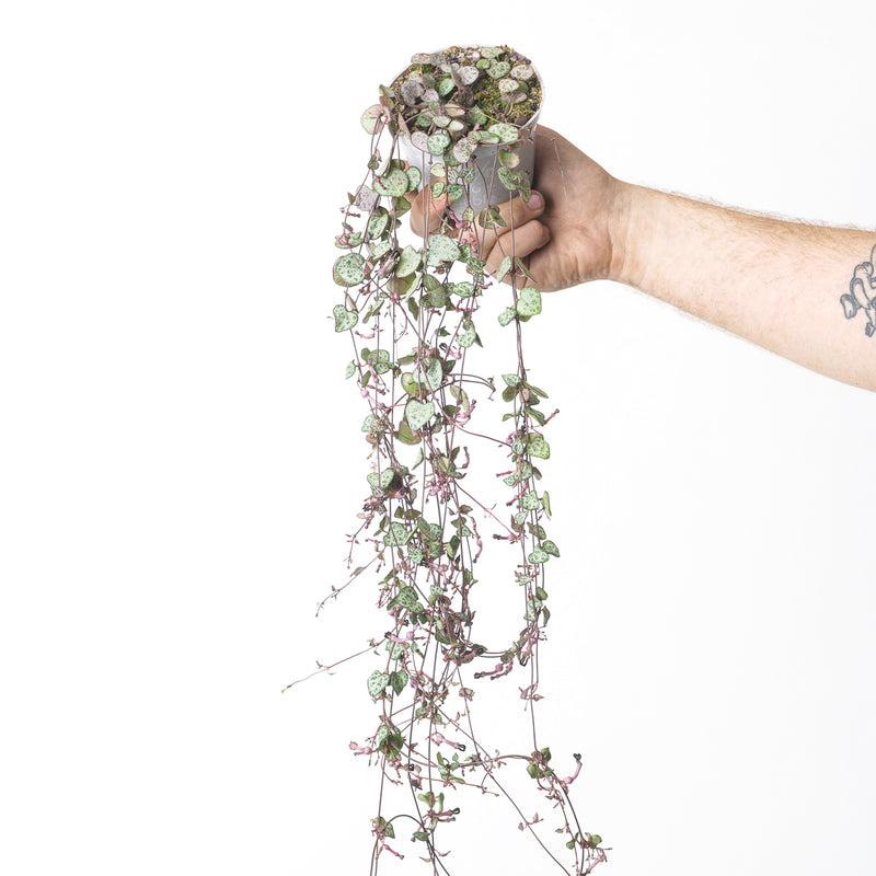 Ceropegia woodii 'Silver Glory' Plants GrowTropicals