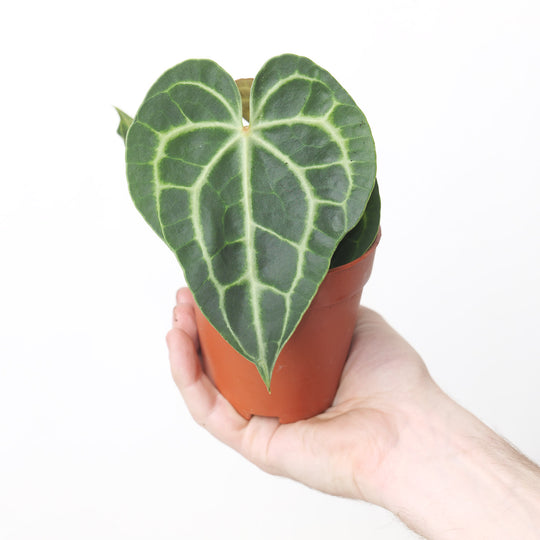 Anthurium 'King of Clarinervium' Plants GrowTropicals