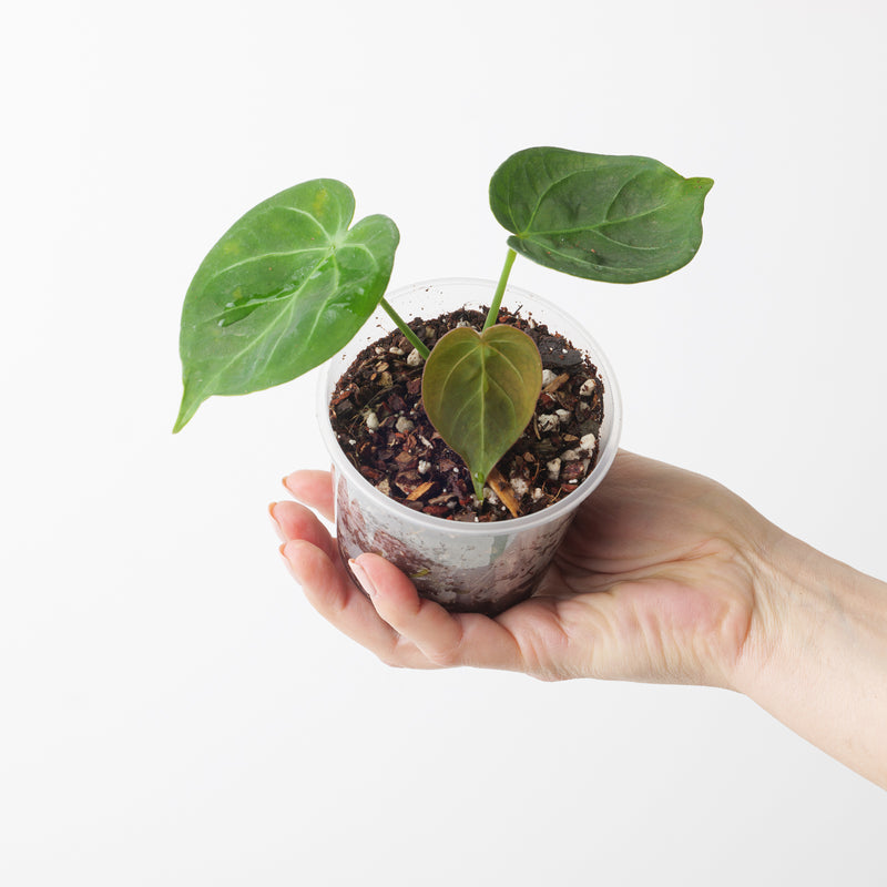 Anthurium King of Spades x 'Dressleri' Plants GrowTropicals