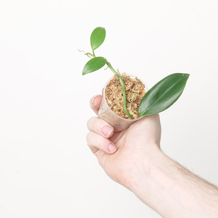 Rhaphidophora sp. 'KT' 6cm Plants GrowTropicals