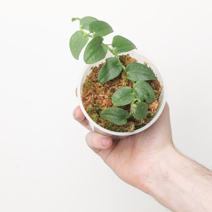 Rhaphidophora cf. korthalsii 'Velvet Bullate' (a.k.a. 'Tenuis Silver') 9cm Plants GrowTropicals