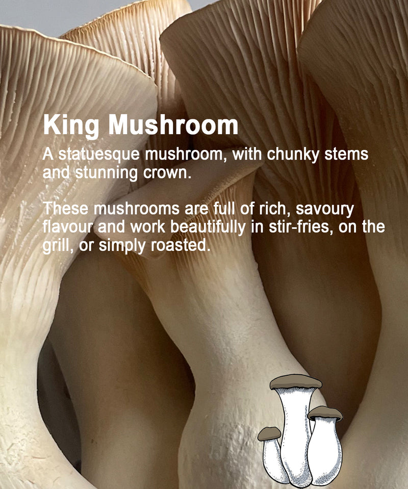 Mushroom Growing Gift Box CaleyBros
