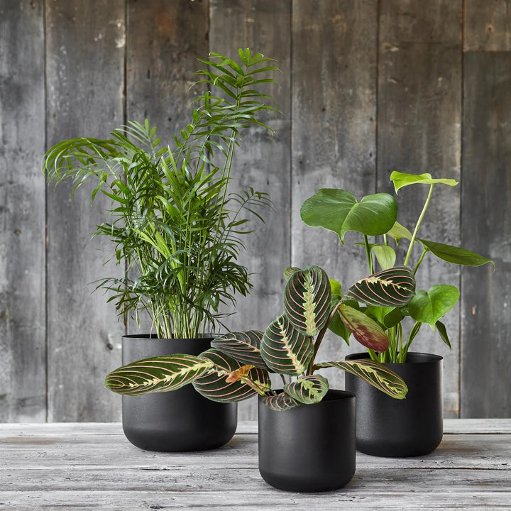 Lisbon Anthracite Plant Pot - GROW TROPICALS