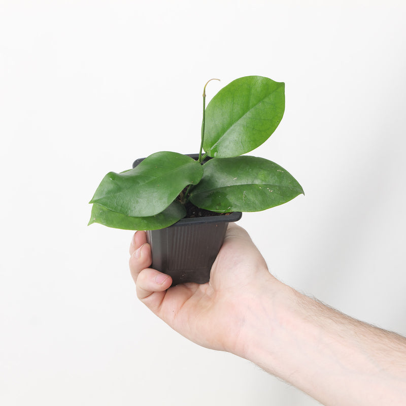 Hoya dimorpha — 7cm