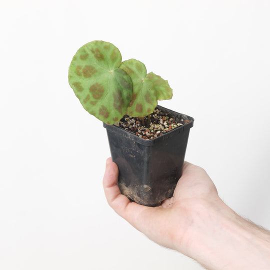 Begonia sp Vietnam #2