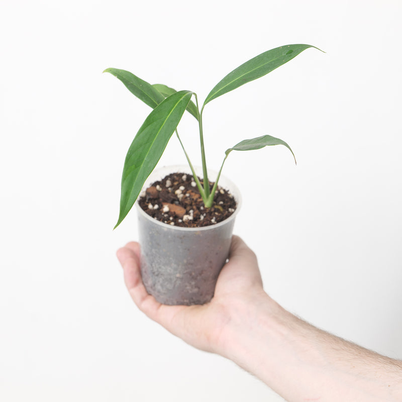 Spathiphyllum pygmaeum Plants GrowTropicals