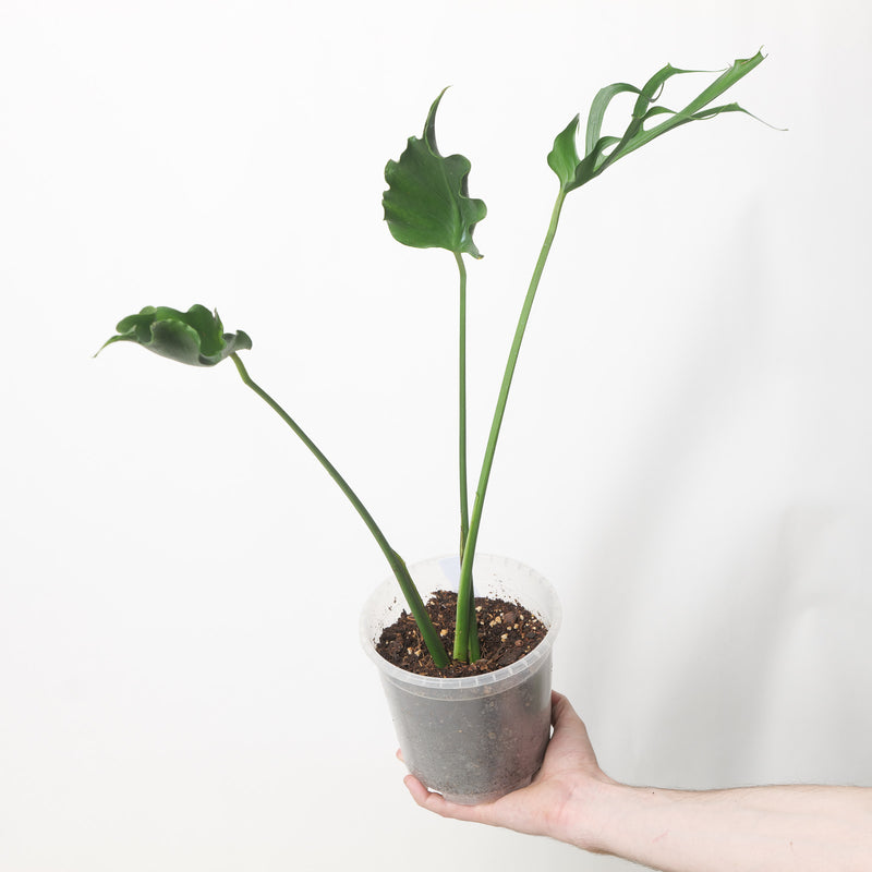 Monstera unniiae