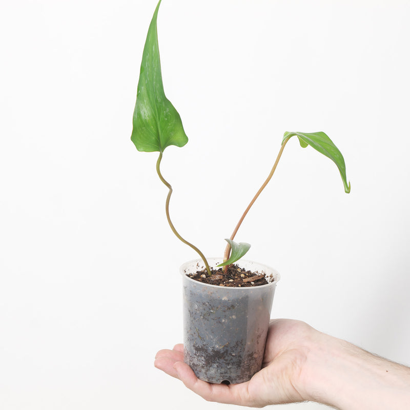 Philodendron brevispathum — 9cm