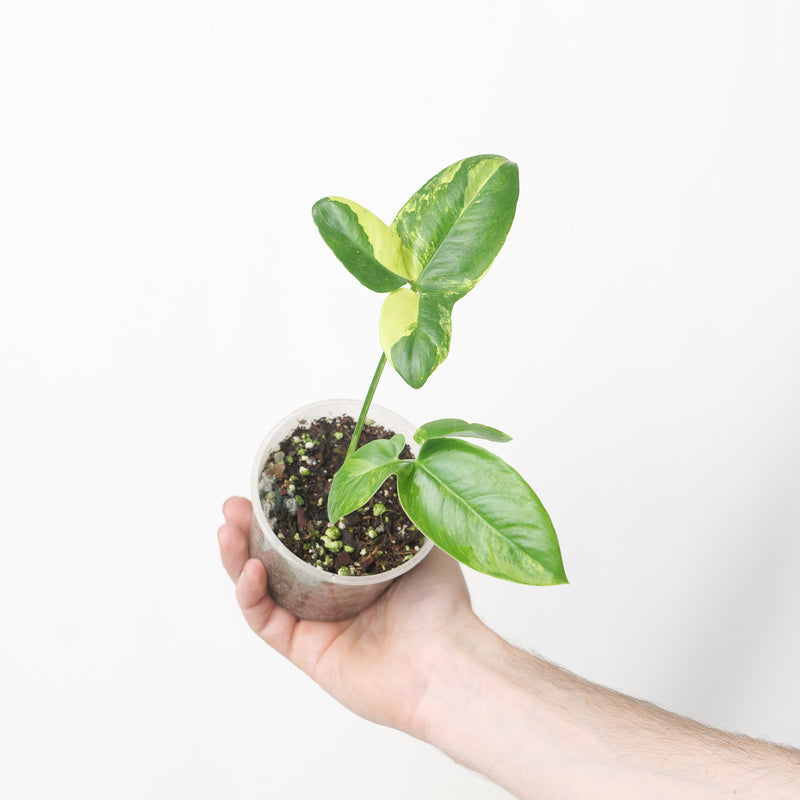 Philodendron goeldii 'Aurea' | Thaumatophyllum spruceanum
