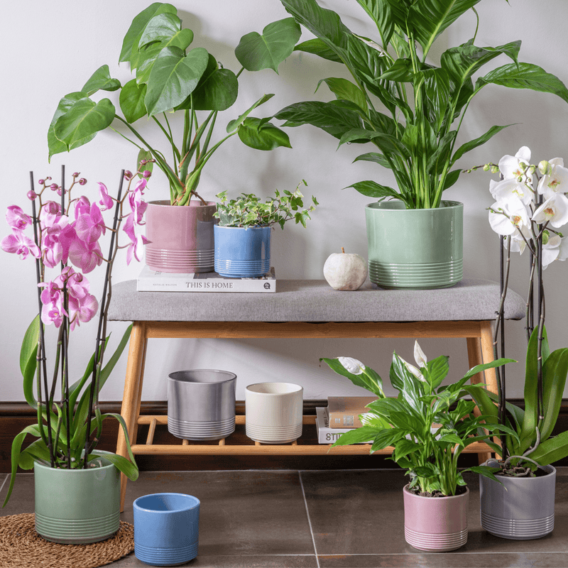 Munich Rose Gloss Pot Pots & Planters Ivyline