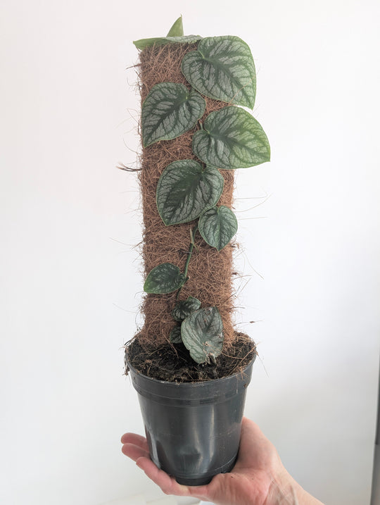 Monstera Dubia 14cm on Coir Plants GrowTropicals