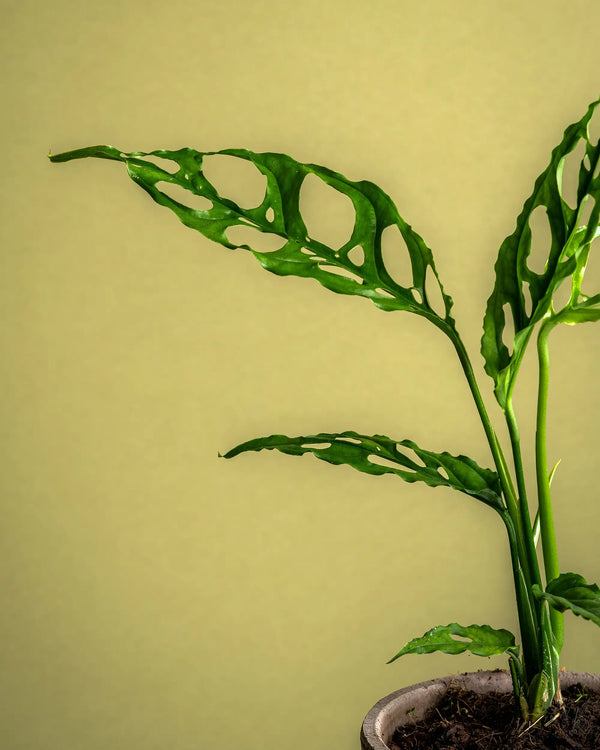 Sustainability at Heart