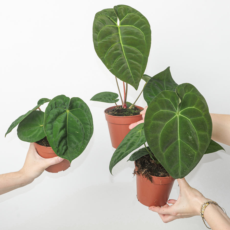 Anthurium Hybrid Mystery Plant Plants GrowTropicals