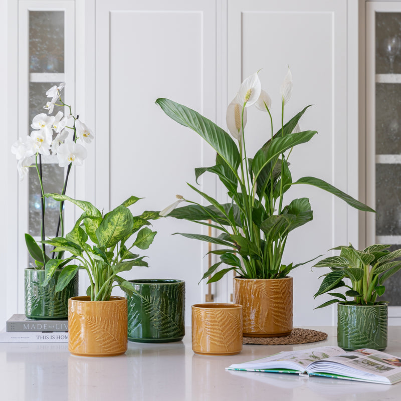 Orla Fern Pot Green — 12cm Green