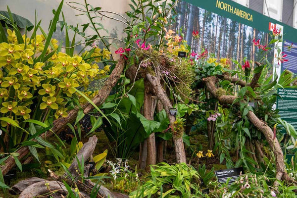 Highlights of the Great Pavilion at RHS Chelsea Flower Show 2024 