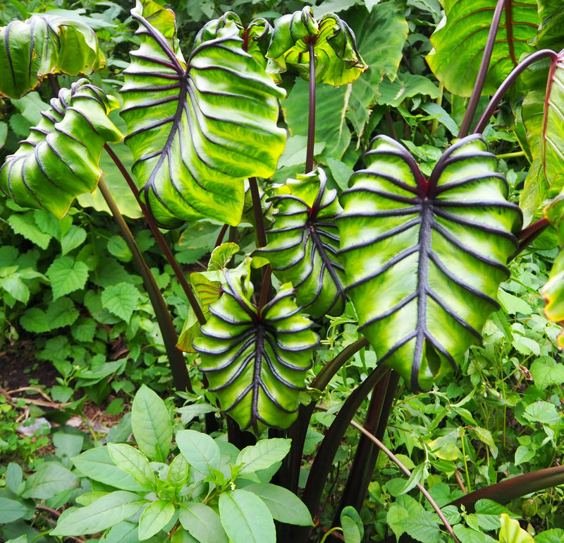 Colocasia Pharoah's Mask — 10.5cm