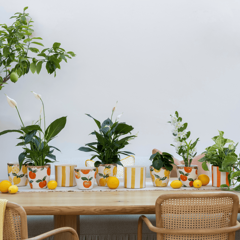 Paros Orange Stripe Pot Pots & Planters Ivyline