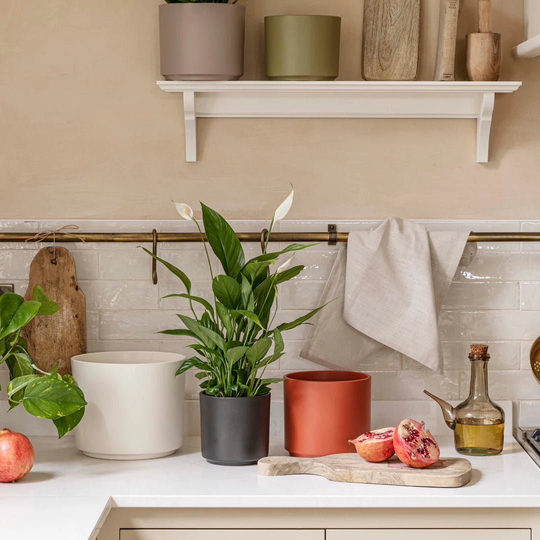 cream pots for plants Prague Cream Plant Pot | Pots & Planters
