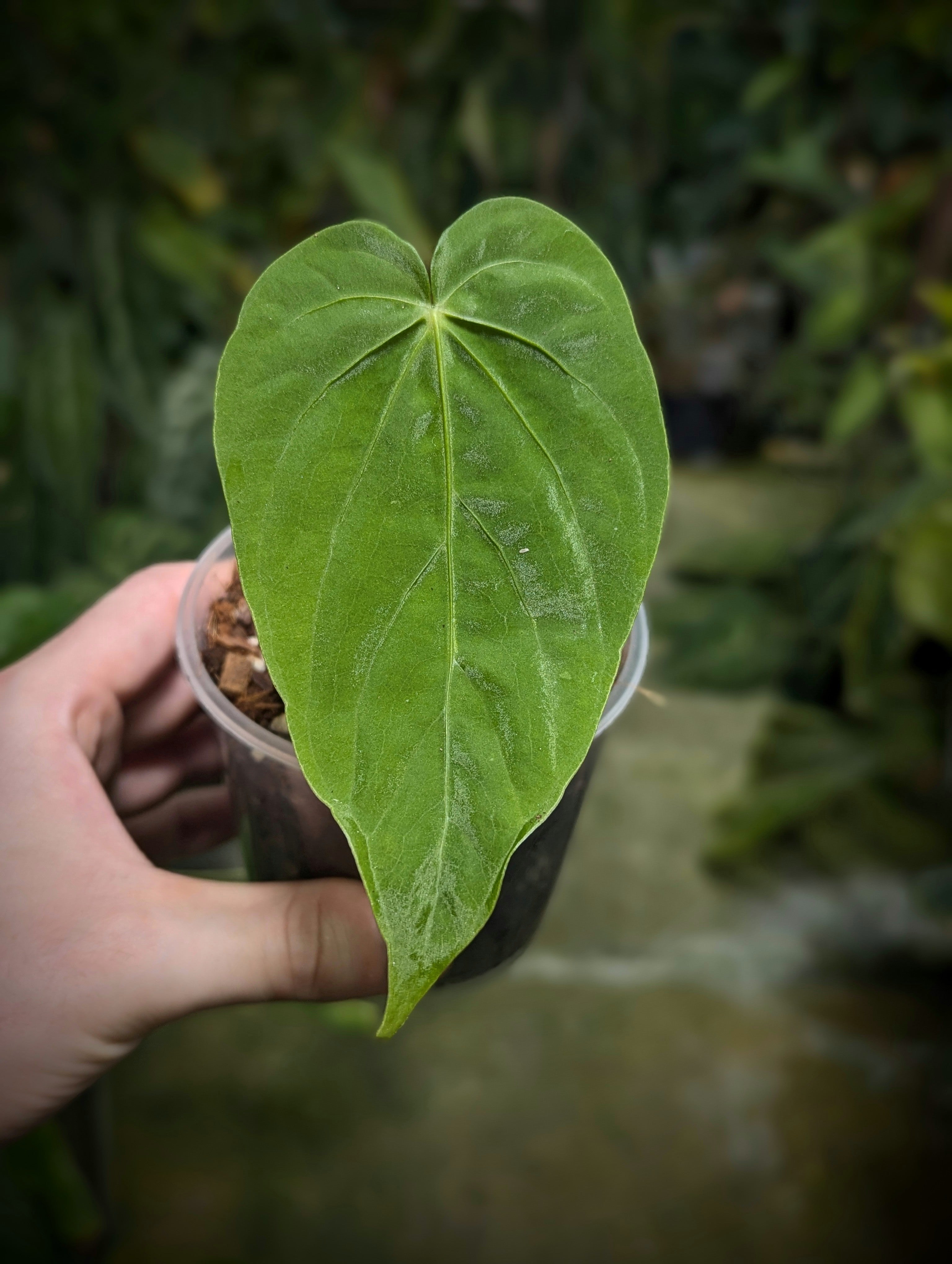 anthurium schottianum Anthurium schottianum