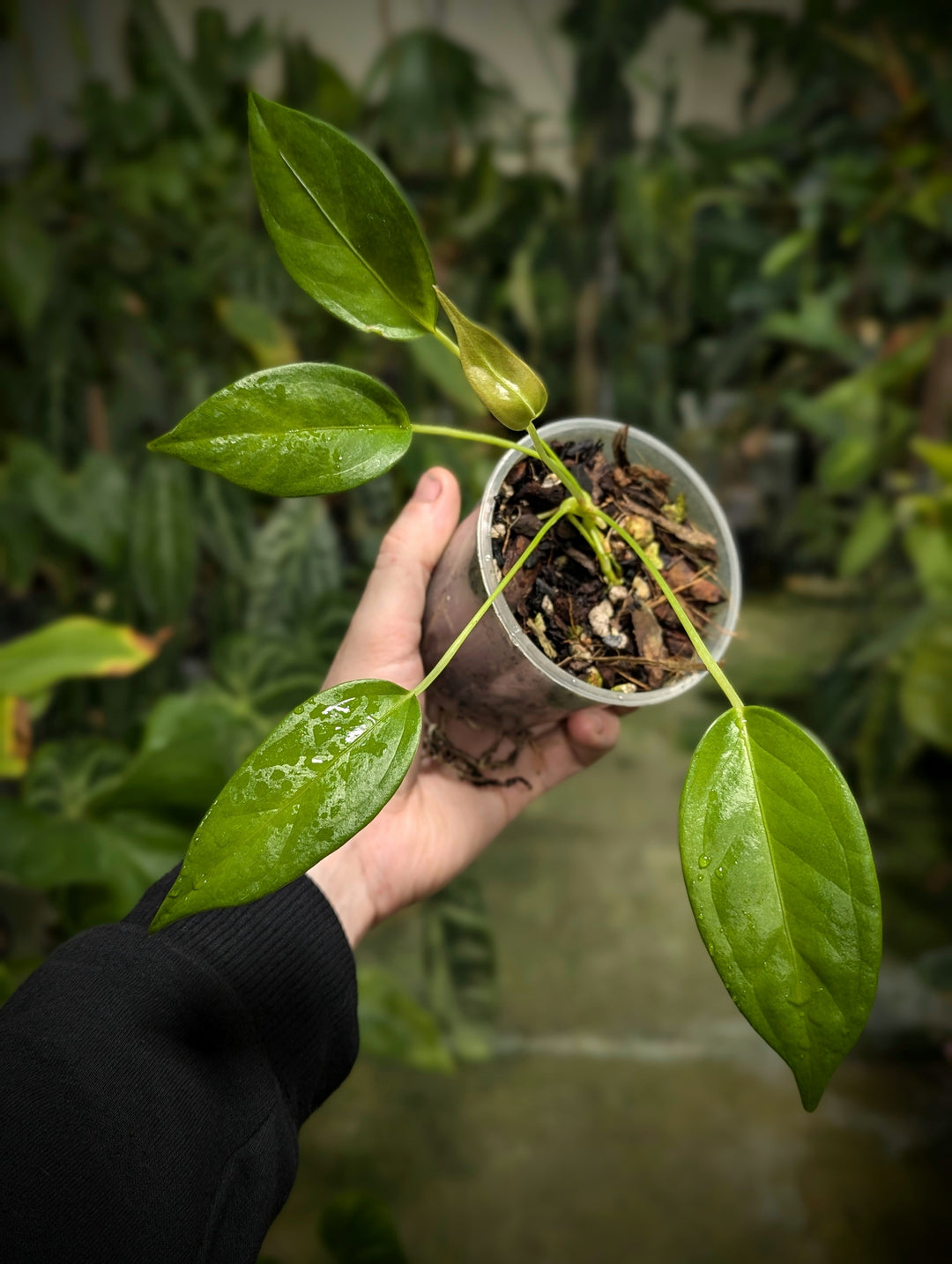 Anthurium scherzerianum x wendlingeri - GROW TROPICALS