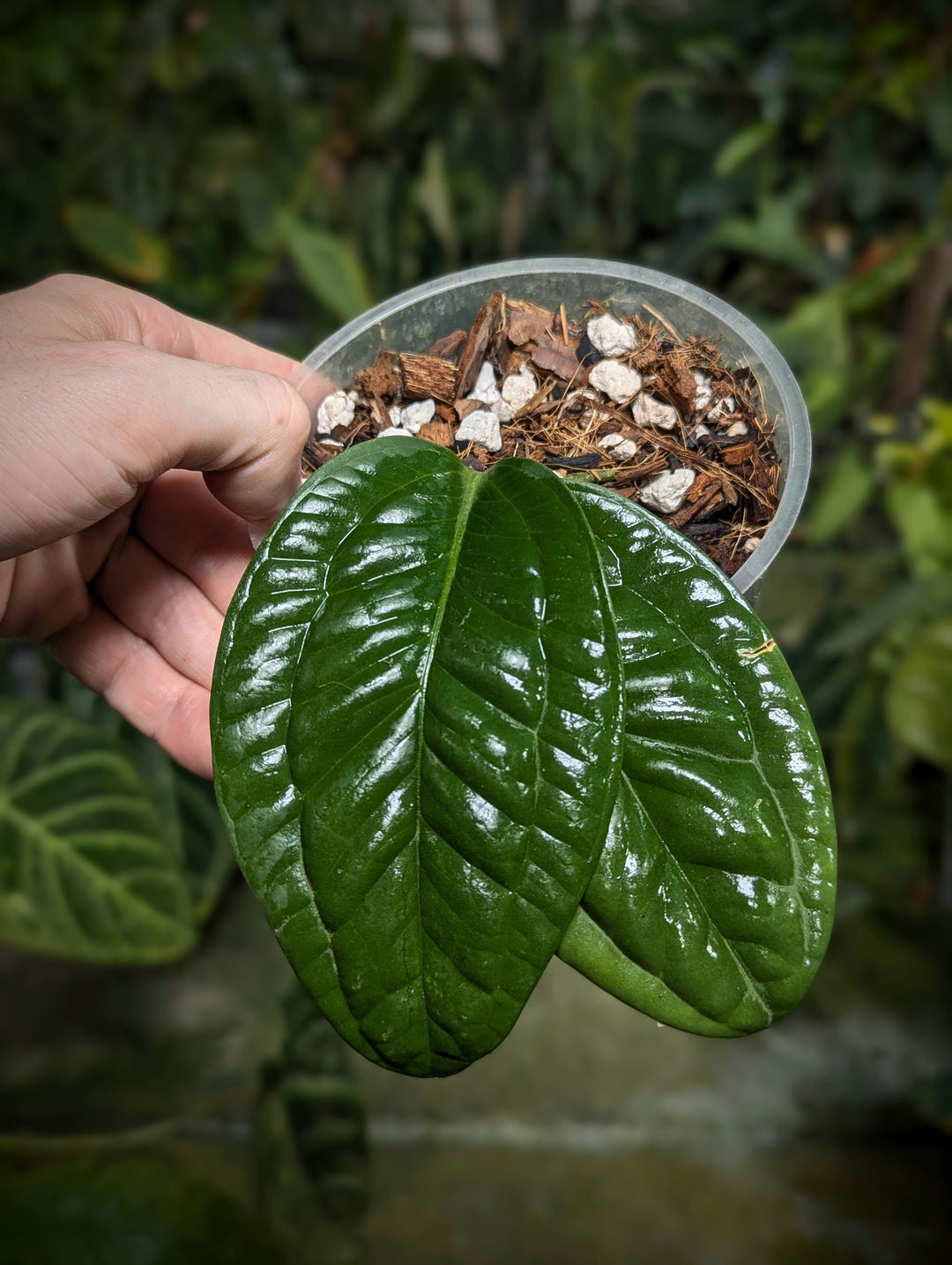 Anthurium radicans (Brazilian Wild Form) - GROW TROPICALS