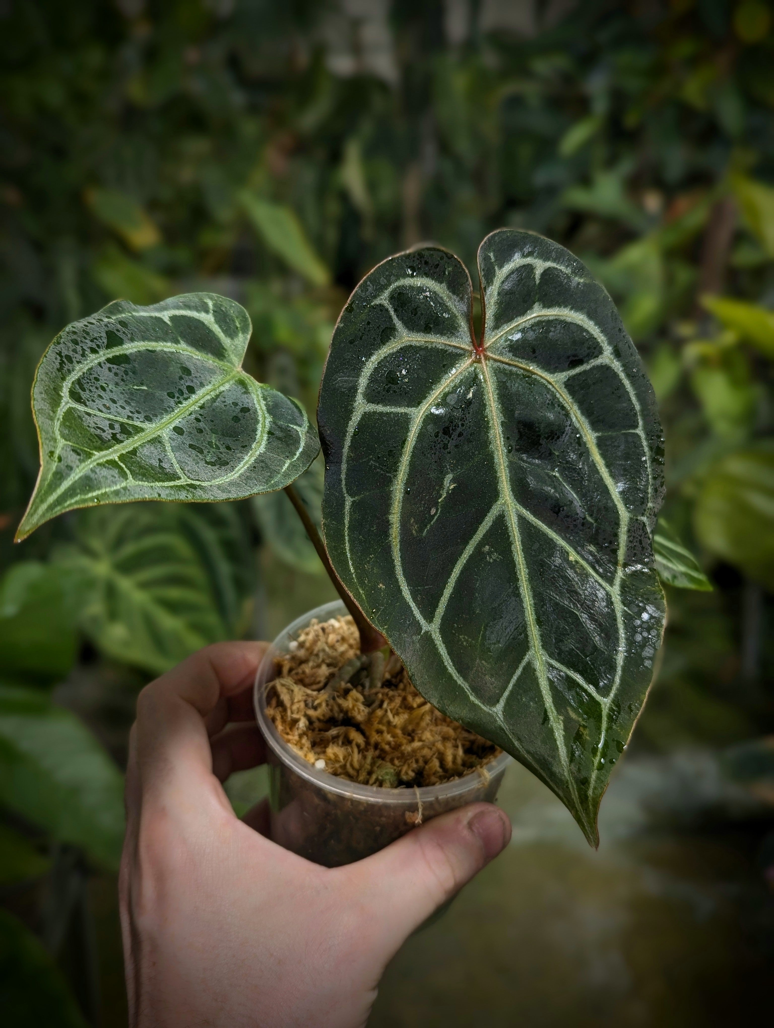Anthurium (Black Widow x Michelle) x (Zara x Michelle) | Plants