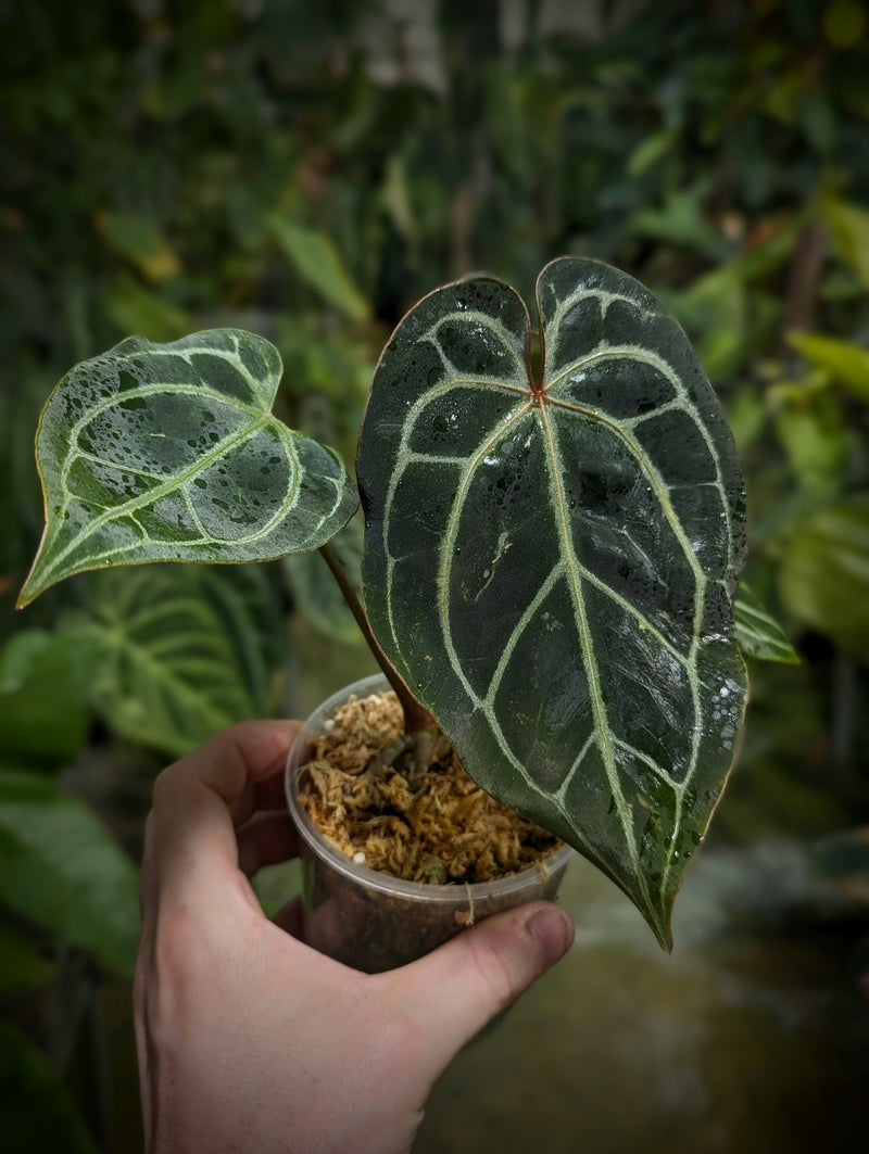 Anthurium (Black Widow x Michelle) x (Zara x Michelle) — 9cm