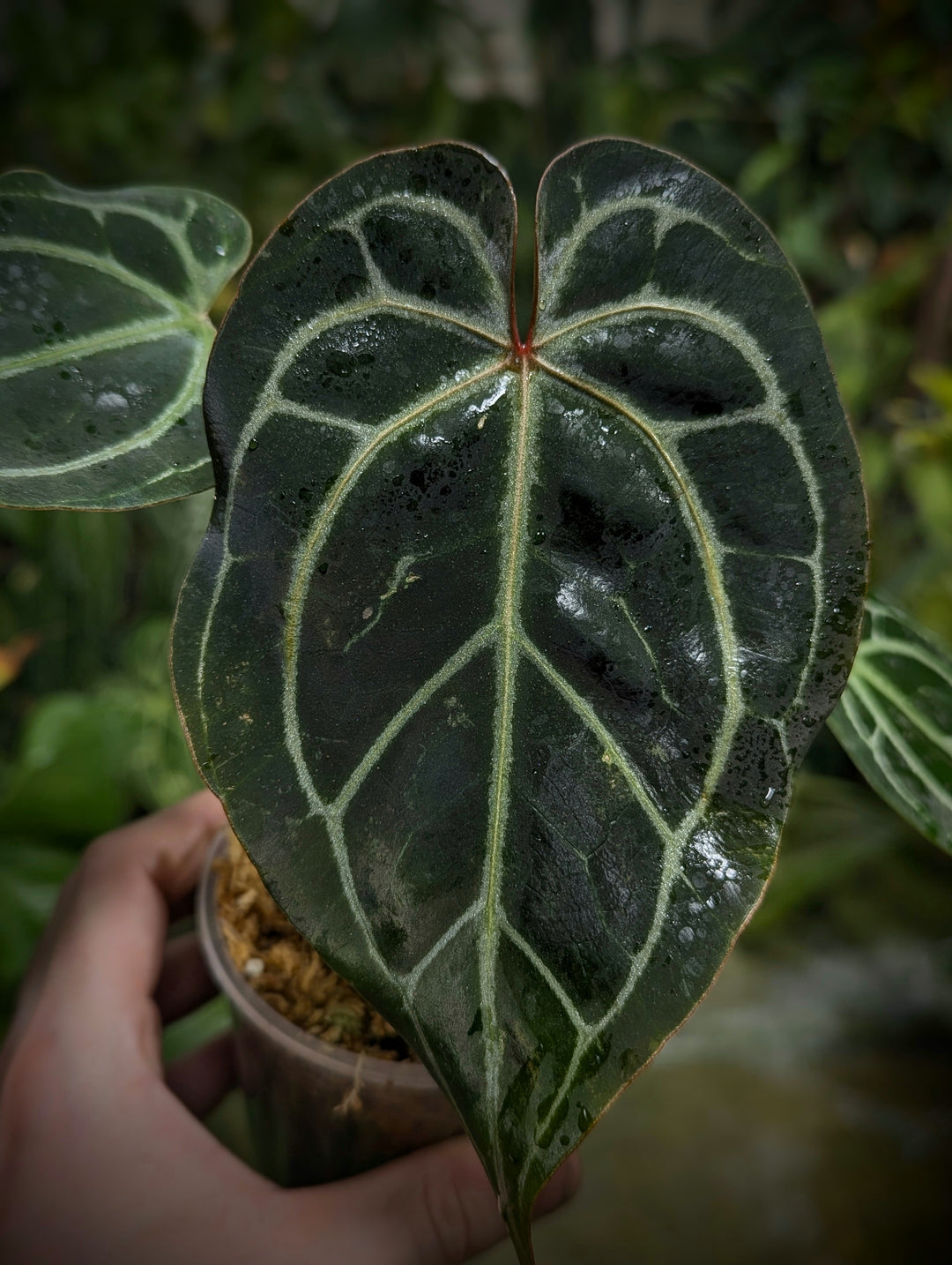 Anthurium (Black Widow x Michelle) x (Zara x Michelle) - GROW TROPICALS